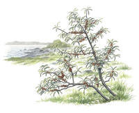 Nr.32 Havtorn (Hippophaë rhamnoides) Nr.32 Havtorn (Hippophaë rhamnoides)