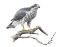 Nr.333 Duvhök (Accipiter gentilis) Nr.333 Duvhök (Accipiter gentilis)
