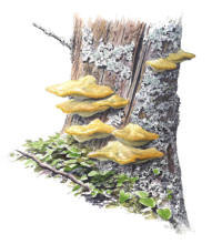 Nr.336 Trådtickan (Climacocystis borealis) Nr.336 Trådtickan (Climacocystis borealis)
