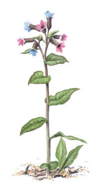 Nr.338 Lungört (Pulmonaria obscura) Nr.338 Lungört (Pulmonaria obscura)