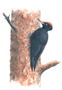 Nr.33 Spillkråka (Dryocopus martius) Nr.33 Spillkråka (Dryocopus martius)