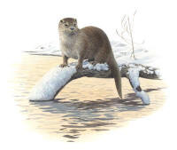Nr.340 Utter (Lutra lutra) Nr.340 Utter (Lutra lutra)