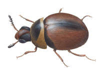 Nr.342 Sågtandad mycelbagge (Liodopria serricornis) Nr.342 Sågtandad mycelbagge (Liodopria serricornis)
