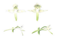 Nr.343 Nattviol (Platanthera bifolia), grönvit nattviol (Platanthera chlorantha) Nr.343 Nattviol (Platanthera bifolia), grönvit nattviol (Platanthera chlorantha)