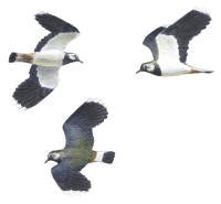 Nr.345 Tofsvipa (Vanellus vanellus) Nr.345 Tofsvipa (Vanellus vanellus)