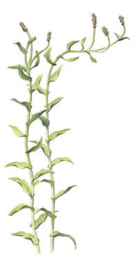 Nr.347 Ålnate (Potamogeton perfoliatus) Nr.347 Ålnate (Potamogeton perfoliatus)