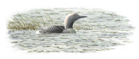 Nr.349 Storlom (Gavia arctica) Nr.349 Storlom (Gavia arctica)