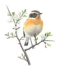 Nr.354 Buskskvätta (Saxicola rubetra) Nr.354 Buskskvätta (Saxicola rubetra)