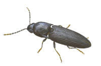 Nr.355 Smalknäppare (Procraerus tibialis) Nr.355 Smalknäppare (Procraerus tibialis)