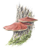Nr.356 Oxtungsvamp (Fistulina hepatica) Nr.356 Oxtungsvamp (Fistulina hepatica)