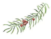 Nr.361 Idegran (Taxus baccata) Nr.361 Idegran (Taxus baccata)