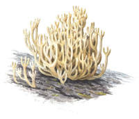 Nr.365 Kandelabersvamp (Clavicorona pyxidata) Nr.365 Kandelabersvamp (Clavicorona pyxidata)