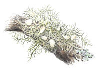 Nr.366 Blomskägglav (Usnea florida) Nr.366 Blomskägglav (Usnea florida)
