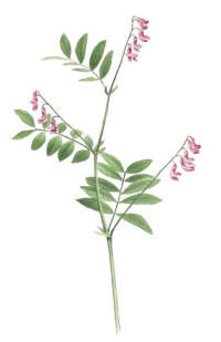 Nr.367 Vippärt (Lathyrus niger) Nr.367 Vippärt (Lathyrus niger)