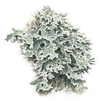 Nr.370 Lunglav (Lobaria pulmonaria) Nr.370 Lunglav (Lobaria pulmonaria)