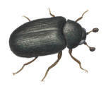 Nr.371 Globicornis nigripes Nr.371 Globicornis nigripes