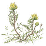 Nr.375 Luddvedel (Oxytropis pilosa) Nr.375 Luddvedel (Oxytropis pilosa)