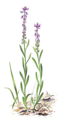 Nr.387 Toppjungfrulin (Polygala comosa) Nr.387 Toppjungfrulin (Polygala comosa)