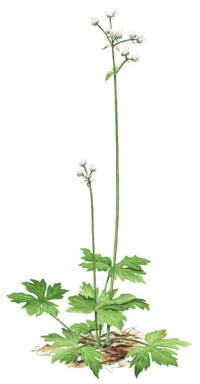 Nr.390 Sårläka (Sanicula europaea) Nr.390 Sårläka (Sanicula europaea)