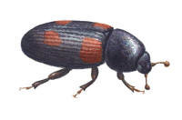 Nr.391 Ipidia binotata Nr.391 Ipidia binotata