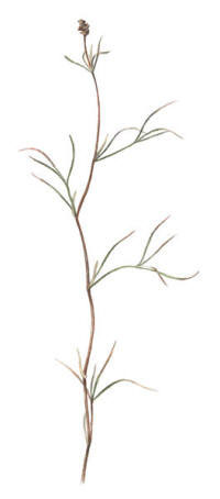 Nr.403 Styvnate (Potamogeton rutilus) Nr.403 Styvnate (Potamogeton rutilus)