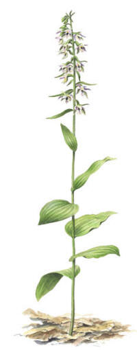 Nr.404 Skogsknipprot (Epipactis helleborine) Nr.404 Skogsknipprot (Epipactis helleborine)