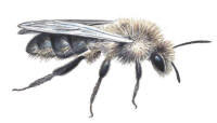 Nr.405 Sälgsandbi (Andrena vaga) Nr.405 Sälgsandbi (Andrena vaga)