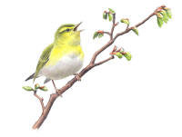 Nr.413 Grönsångare (Phylloscopus sibilatrix) Nr.413 Grönsångare (Phylloscopus sibilatrix)