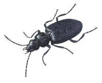 Nr.415 Brandlöparen (Sericoda quadripunctata) Nr.415 Brandlöparen (Sericoda quadripunctata)