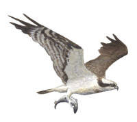 Nr.421 Fiskgjuse (Pandion haliaetus) Nr.421 Fiskgjuse (Pandion haliaetus)