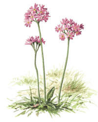 Nr.422 Majviva (Primula farinosa) Nr.422 Majviva (Primula farinosa)
