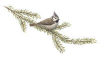 Nr.423 Tofsmes (Parus cristatus) Nr.423 Tofsmes (Parus cristatus)