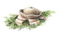Nr.444 Kragjordstjärna (Geastrum triplex) Nr.444 Kragjordstjärna (Geastrum triplex)