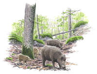 Nr.449 Vildsvin (Sus scrofa) Nr.449 Vildsvin (Sus scrofa)