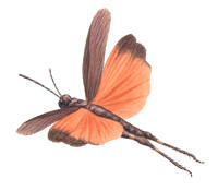 Nr.450 Trumgräshoppan (Psophus stridulus) Nr.450 Trumgräshoppan (Psophus stridulus)
