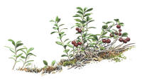 Nr.453 Lingon (Vaccinium vitis-idaea) Nr.453 Lingon (Vaccinium vitis-idaea)