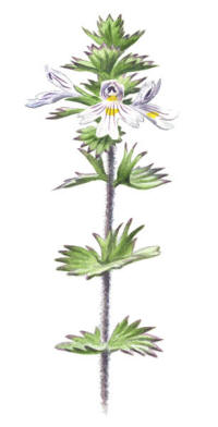 Nr.454 Finnögontröst (Euphraisa rostkoviana ssp. fennica) Nr.454 Finnögontröst (Euphraisa rostkoviana ssp. fennica)
