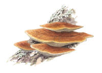 Nr.459 Brandticka (Pycnoporellus fulgens) Nr.459 Brandticka (Pycnoporellus fulgens)