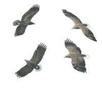 Nr.46 Havsörn (Haliaeetus albicilla) Nr.46 Havsörn (Haliaeetus albicilla)