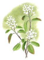 Nr.478 Häggmispel (Amelanchier spicata) Nr.478 Häggmispel (Amelanchier spicata)