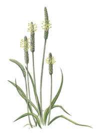 Nr.47 Gulkämpar (Plantago maritima) Nr.47 Gulkämpar (Plantago maritima)