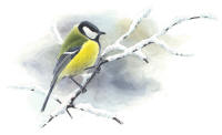 Nr.494 Talgoxen (Parus major) Nr.494 Talgoxen (Parus major)