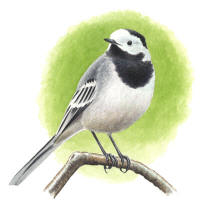 Nr.497 Sädesärla (Motacilla alba) Nr.497 Sädesärla (Motacilla alba)