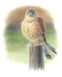 Nr.498 Tornfalk (Falco tinnunculus) Nr.498 Tornfalk (Falco tinnunculus)