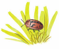 Nr.4 Svartbent sköldbagge (Cassida murraea) Nr.4 Svartbent sköldbagge (Cassida murraea)