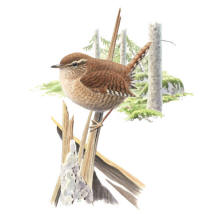 Nr.500 Gärdsmyg (Troglodytes troglodytes) Nr.500 Gärdsmyg (Troglodytes troglodytes)