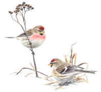 Nr.501 Gråsiska (Carduelis flammea) Nr.501 Gråsiska (Carduelis flammea)