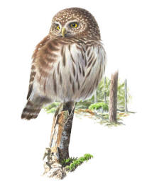 Nr.502 Sparvuggla (Glaucidium passerinum) Nr.502 Sparvuggla (Glaucidium passerinum)