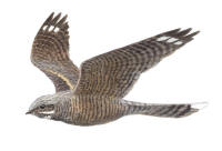 Nr.504 Nattskärra (Caprimulgus europaeus) Nr.504 Nattskärra (Caprimulgus europaeus)