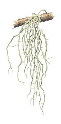 Nr.506 Ringlav (Evernia divaricata) Nr.506 Ringlav (Evernia divaricata)